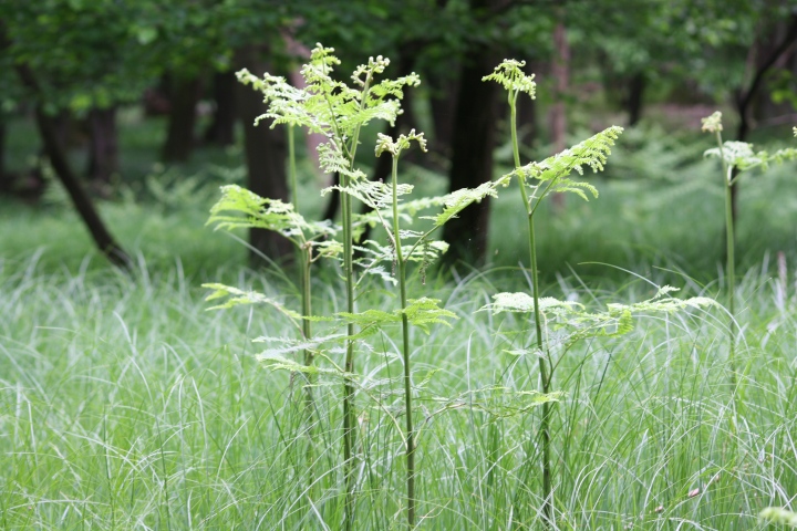 che felce? - Pteridium aquilinum